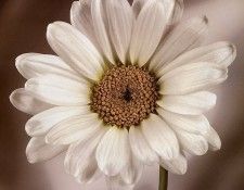 Tim Richter - Daisy, De. , 