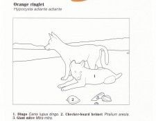 Oz AGls008 Ego Guiotto Dingo Pups Painting Key. Guiotto, 
