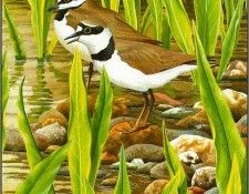 pa NormanArlott 08 LittleWingedPlover. Arlott, 
