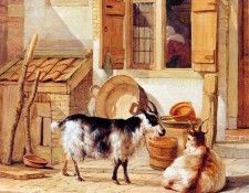 Strij van Abraham Two goats in a yard . Strij,  