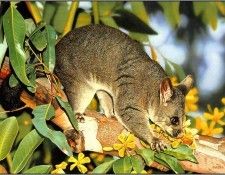 pa EgoGuiotto AG2004 06 CommonBrushtailPossum. Guiotto, 