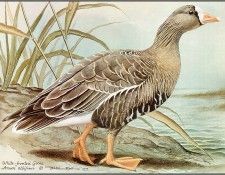 pa BasilEde 70 White FrontedGoose. , 