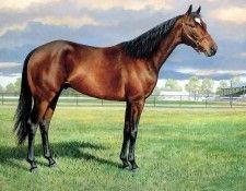 horses in the mist csg005 bright promise. ������, ����� �������