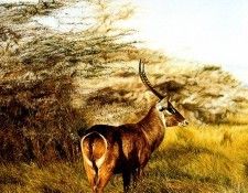Ae 48 Waterbuck Simon Combes sqs. ����, �����