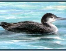 D50-AWE016-RB-Common Loon 2. Bansemer, 