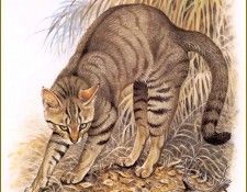 PO pfrd 021 Chat sauvage dAfrique ou Chat gant. Dallet, 