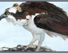 D50-AWE082-RB-Osprey 2. Bansemer, ������