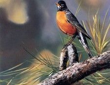 Andrew Kiss - Robin, De. , 
