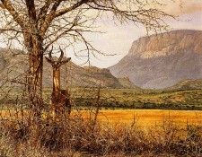 Ae 16 Samburu Gerenuk Simon Combes sqs. Комб, Симон