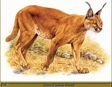 PO pfrd 062 Caracal phase brune. Dallet, 