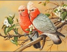 pa EricShepherd AP2004 11 Galahs. , 