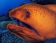 bs-ill- Will Nelson-01. �������, ����