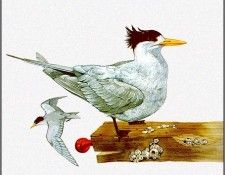pa TonyOliver AustralianBirds 39 CrestedTern. , 