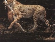kb Bateman Robert-Cheetah and Thompsons Gazelle Kill. Bateman, Роберт