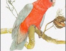 pa TonyOliver AustralianBirds 05 Galah. , 