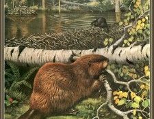 cr WalterWebber-08-Beavers. ������, �������