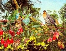 Oz AGls091 Tony Oliver Spiny-Cheeked Honeyeater. , 