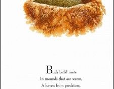 pa TonyOliver BirdsBuildNests 11a. ������, ����