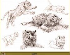 PO pfrd 109 Tigres. Dallet, 