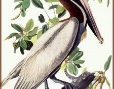 ma Audubon Brown Pelican. Audubon,  
