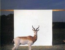 art 237. Балога, Джеймс