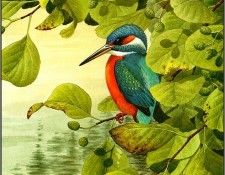 pa NormanArlott 11 Kingfisher. Arlott, ������