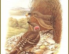 PO ptb 29 Jardinier � Nuque Rose. ����, ����