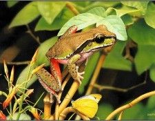 pa EgoGuiotto AG2004 08 BlueMountainsTreeFrog. Guiotto, ���