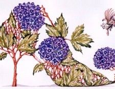 Dennis Kyte - Hydrangea (II), De. , 