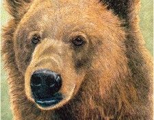 NiceClaudia-BrownBear-sj. �����, �������