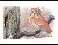 Fuertes-LouisAgassiz EasternScreechOwls-sj. ,  F