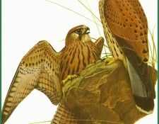 Falco tinnunculus. Barruel, P