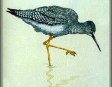 D50-AWE110-BR-Yellowlegs 2. Bansemer, ������