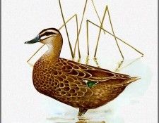 pa TonyOliver AustralianBirds 34 BlackDuck. , 