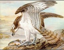 pa BasilEde 48 Osprey. , 