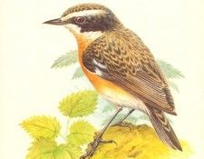 abs 15 whinchat. , 