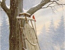 GlasnapKathy-NorthernCardinal-1994-sj. Glasnap, 