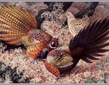 43643. Tunnicliffe, ������