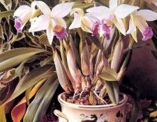 an artists garden csg008. ���, �������