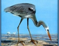 D50-AWE065-RB-Wurdemanns Heron 1. Bansemer, ������