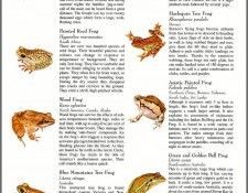 pa TonyOliver FrogsSingSongs 15b. , 