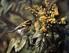 Terry Isaac - Townsend Warbler and Oregon Grapes, De. , 