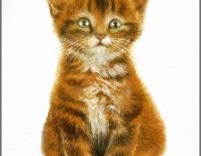 pa ChrissieSnelling Cats 01. , 