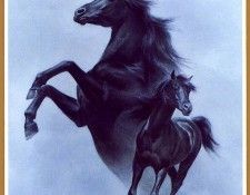 lrs Stone Fred Black Stallion. �����, ����