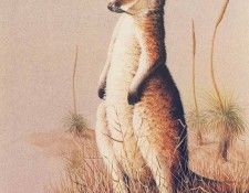 Oz AGls026 Rod Scott Baby Red Roo. , Rod