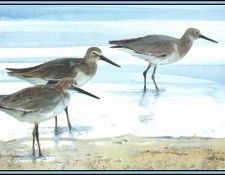 D50-AWE107-RB-Willet 1. Bansemer, 
