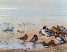 55702. �������, ���������