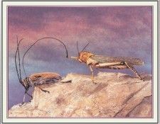 NorfleetB 18 Domestication#2-WeaSDC. Norfleet, �������