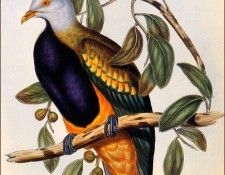 bs-na- H C Richter- Wompoo Pigeon[ Magnificent Fruit Pigeon]. , HC