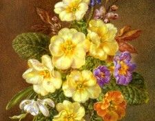 Kennedy Cecil Spring. �������, �����